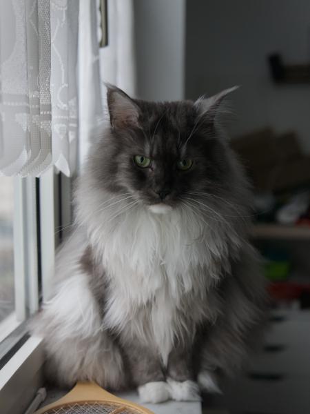 Nymeria, my grey Maine Coon Lady